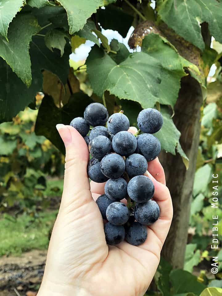 Fresh Concord Grapes Off the Vine