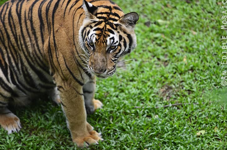 Tiger Kingdom 11