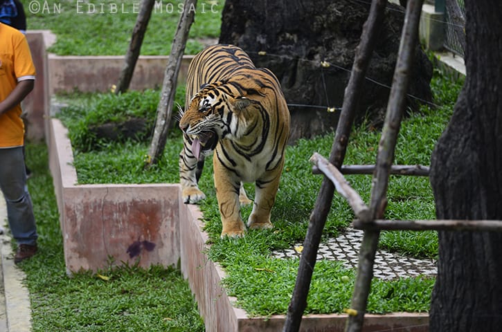 Tiger Kingdom 12