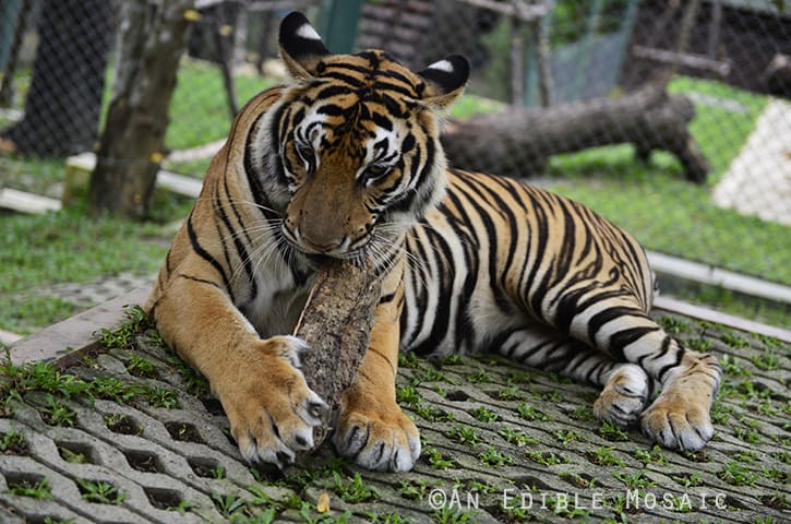 Tiger Kingdom 15