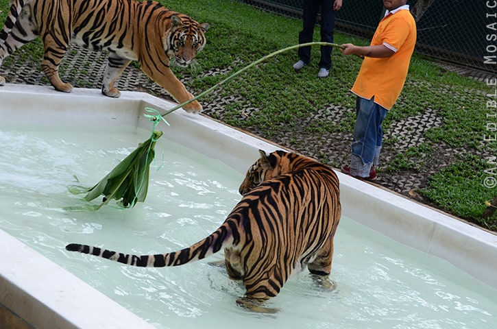 Tiger Kingdom in Phuket, Thailand - An Edible Mosaic™ Tiger Kingdom in Phuket, Thailand - An Edible Mosaic™