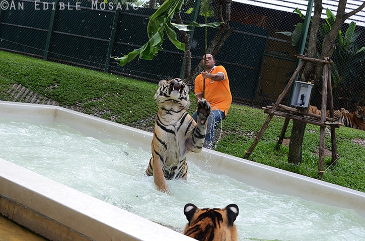 Tiger Kingdom in Phuket, Thailand - An Edible Mosaic™ Tiger Kingdom in Phuket, Thailand - An Edible Mosaic™
