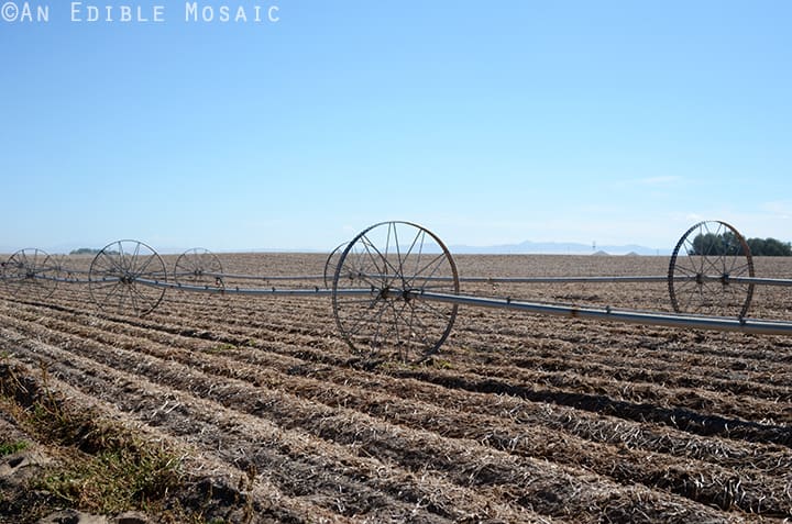 Idaho Potato Tour 3