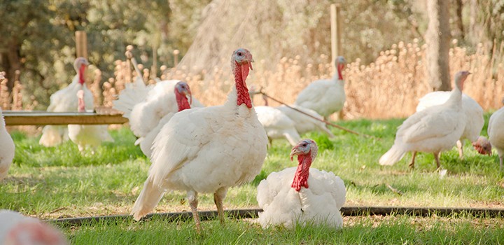 diestel-turkey-ranch