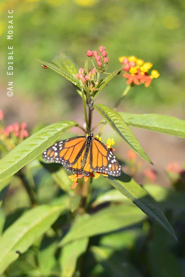 Close Up of Butterfly at Epcot