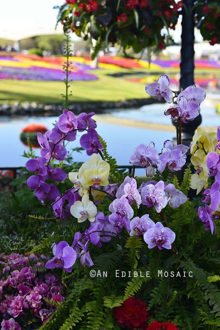 Orchids at Epcot