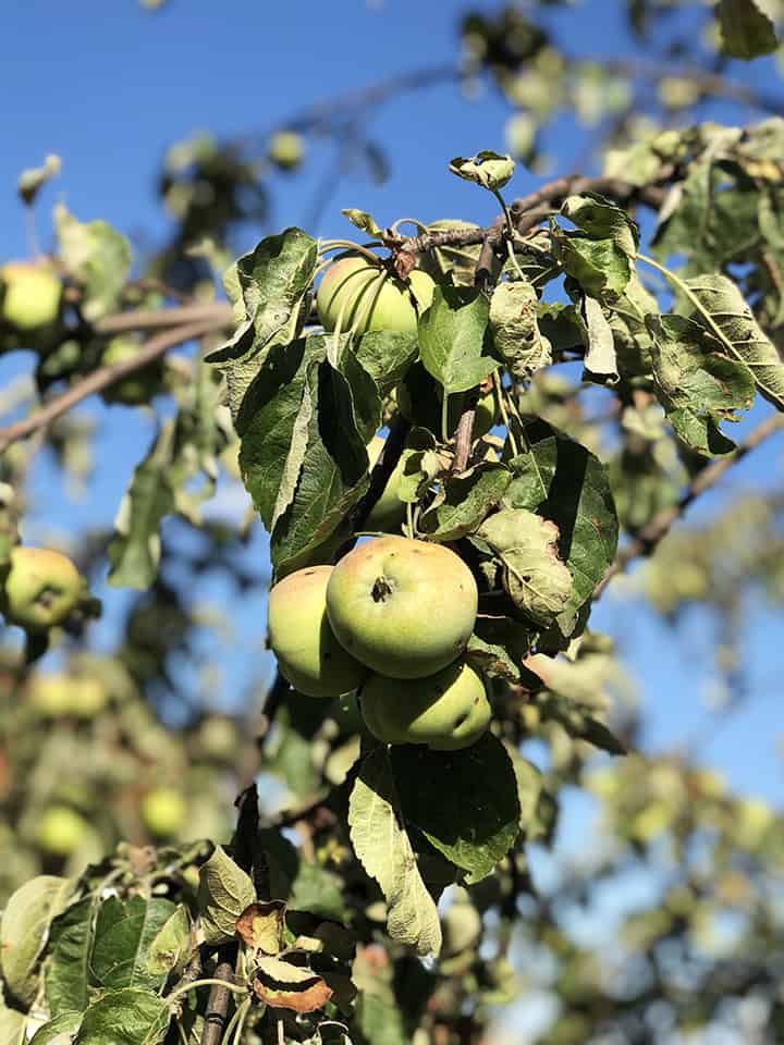 Apple Trees on Petrin Hill