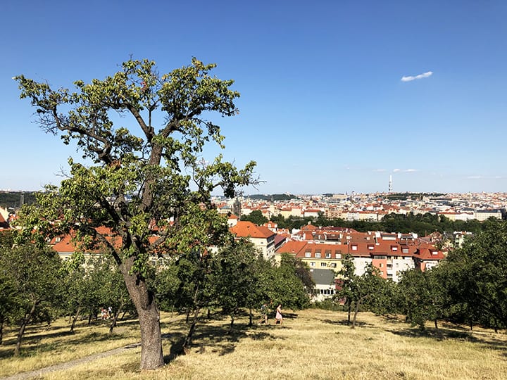 Petrin Hill View Showing Red Roofs in Prague