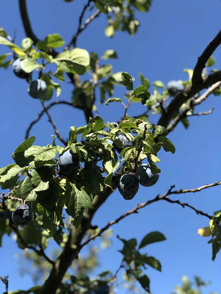 Plums on Petrin Hill