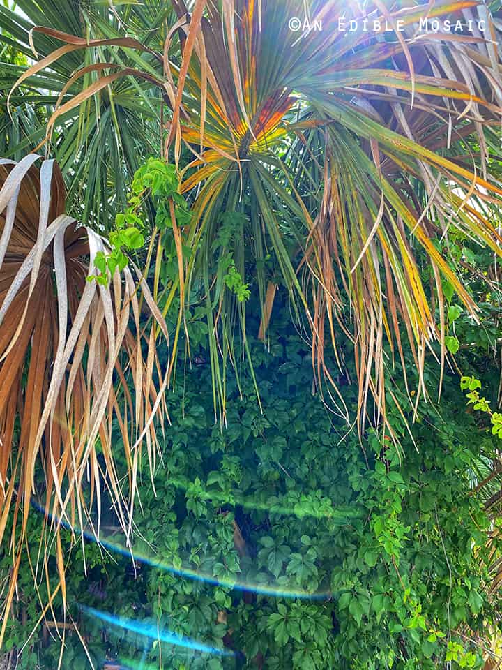 Palm Trees and Foliage at Fort De Soto