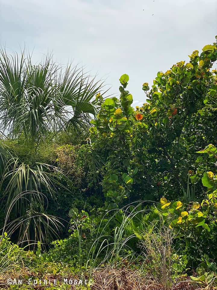 Landscape at Fort De Soto Park