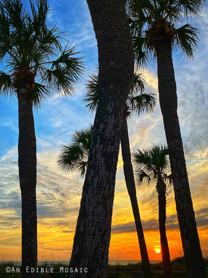 Palm Trees at Redington Beach