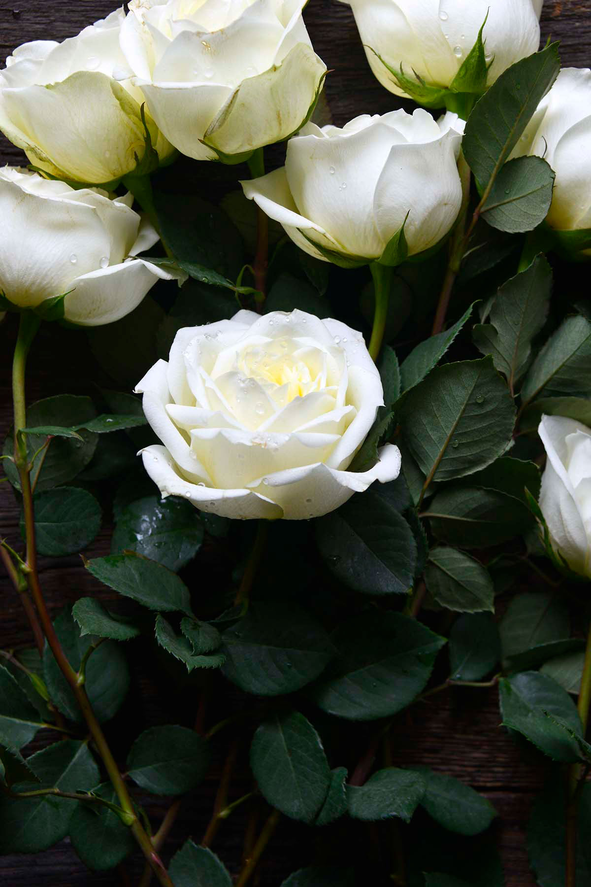long stem white roses on rustic dark wood table