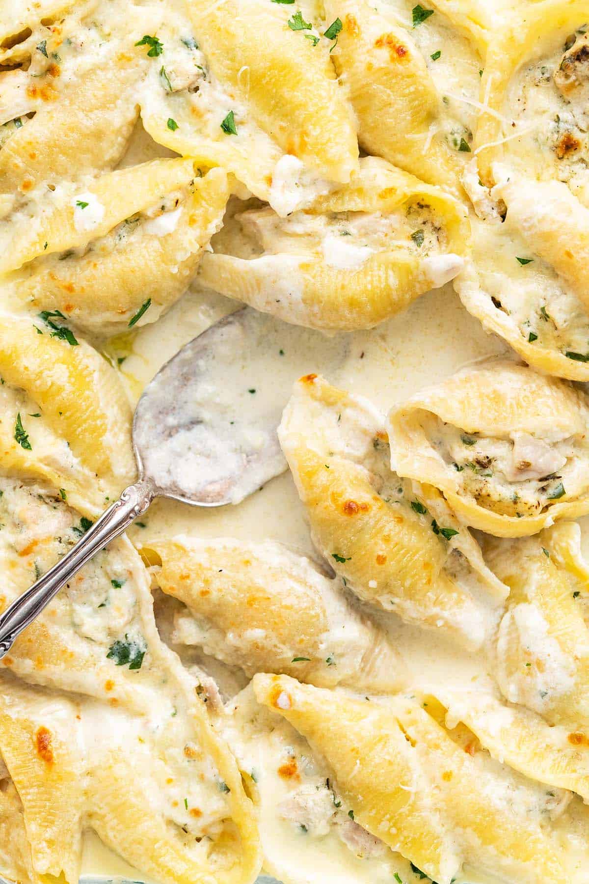 overhead close up view of chicken alfredo stuffed shells in casserole dish