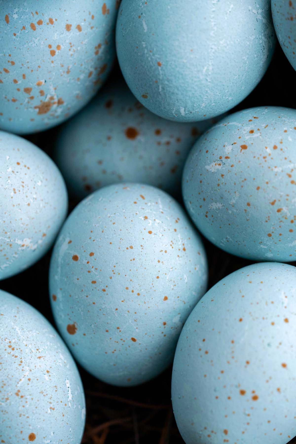 top view close up of naturally dyed speckled blue robin eggs for easter