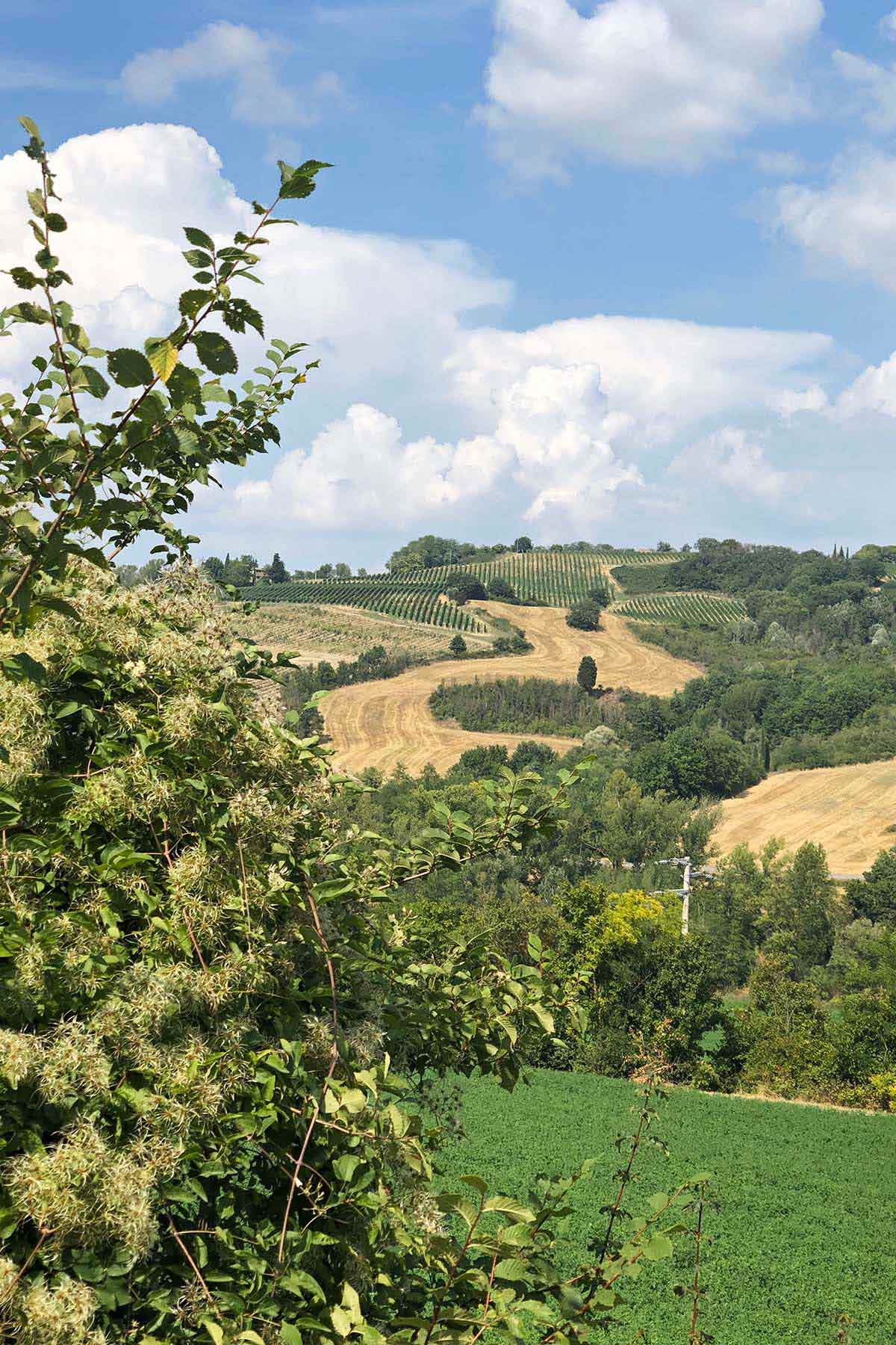 rolling tuscan countryside