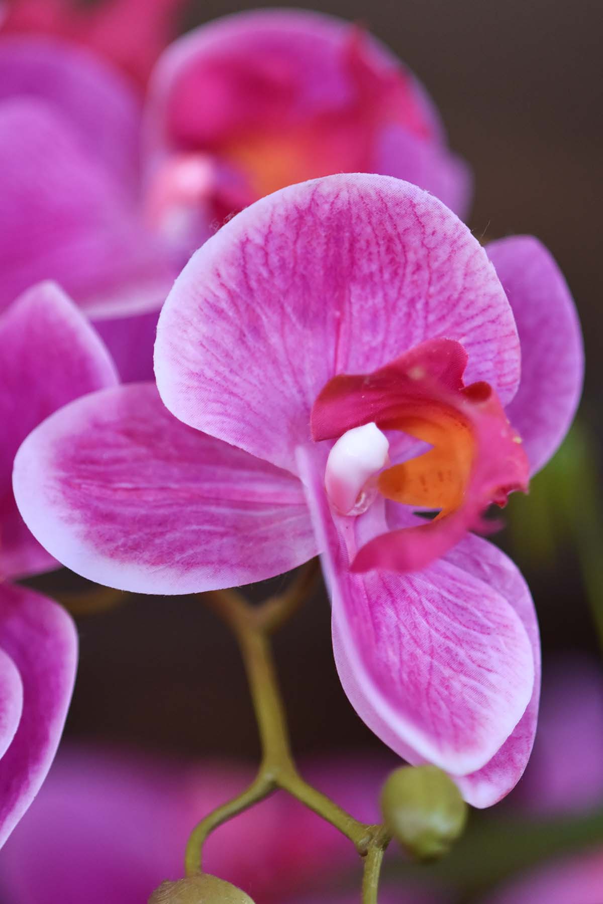 pink orchids at DIYA