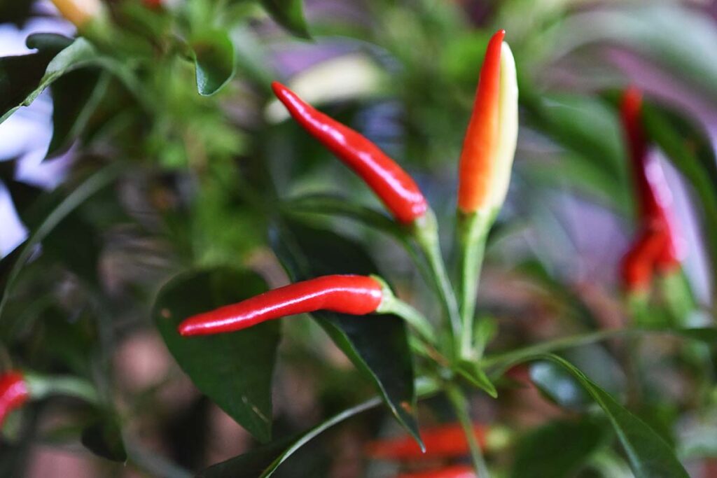 red chili pepper plant at DIYA