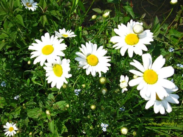 Happy Daisies