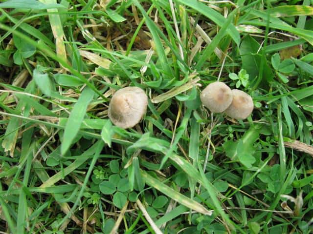 Some Kind of Probably-Poisonous Little Mushrooms